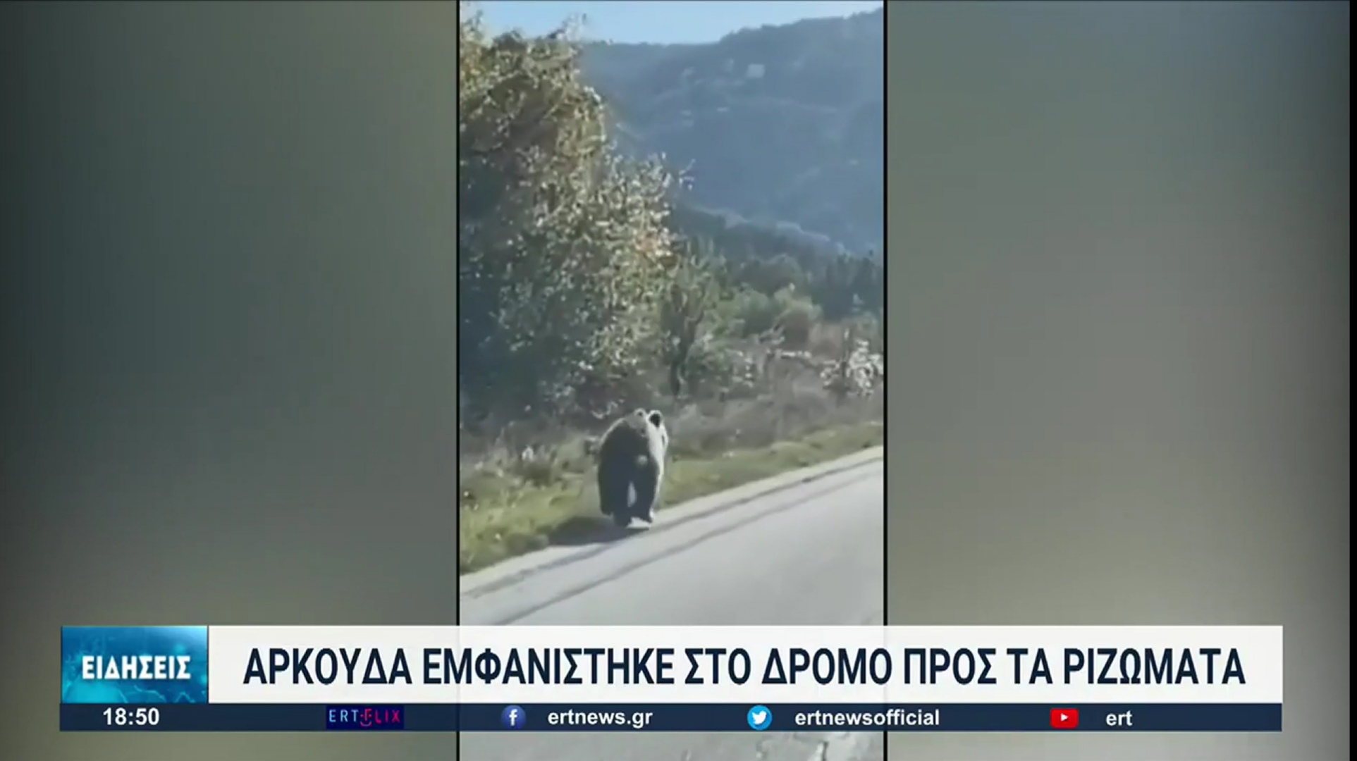 Ημαθία: Αρκούδα έκανε βόλτα μέρα μεσημέρι (Video)