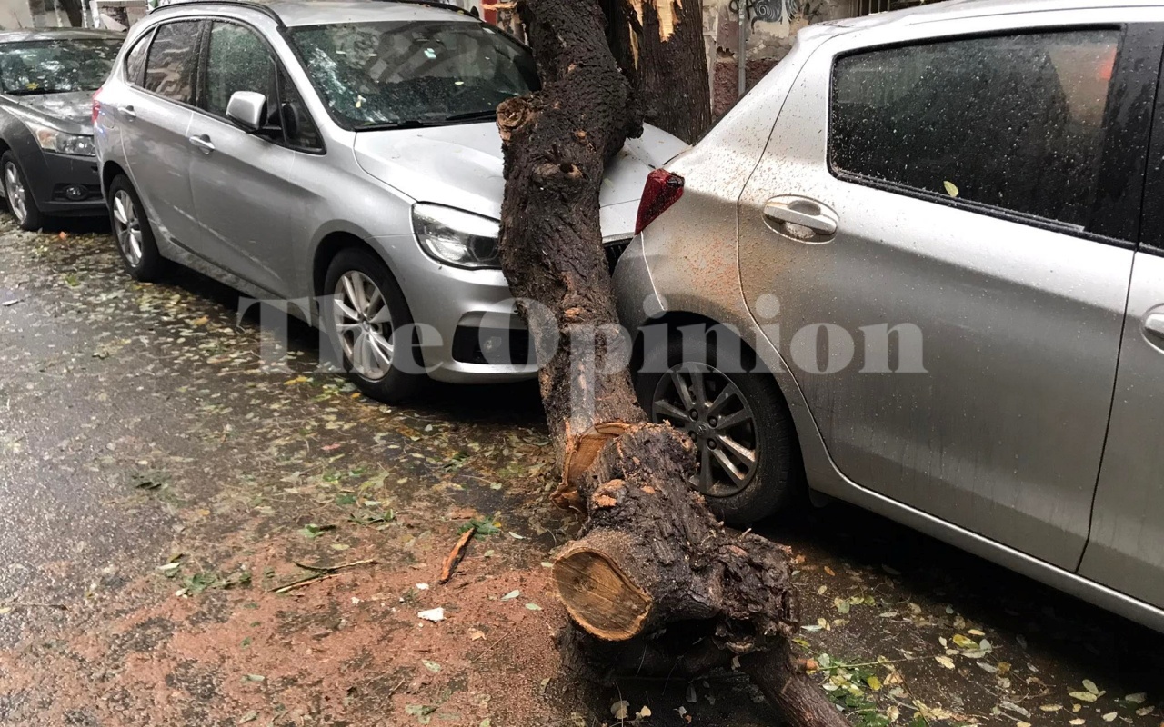 πτώση δέντρων,