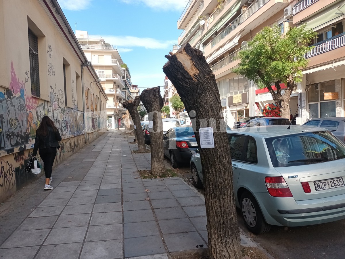 Οικολογία – Αλληλεγγύη: Διαμαρτυρία για την κοπή των δέντρων – Τι καταγγέλλει η παράταξη