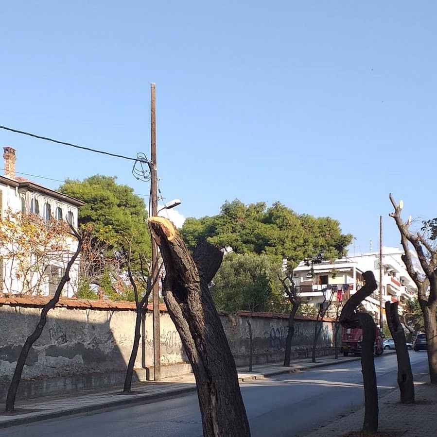 «Κοιτάμε Μπροστά»: «Είναι το κλάδεμα των δέντρων συμβατό με την βιώσιμη ανάπτυξη της Περιφέρειας;»