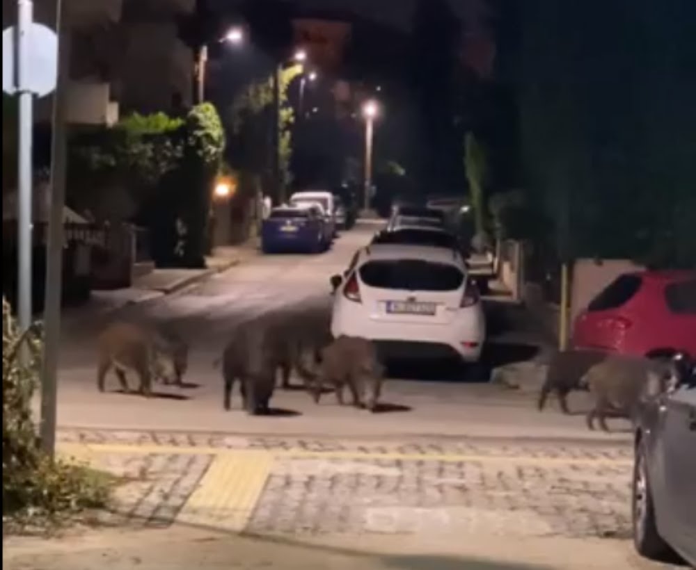 Θεσσαλονίκη: Αγριογούρουνα κόβουν βόλτες στην Πυλαία (Video)