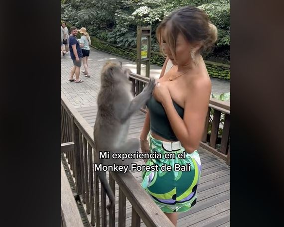 Viral βίντεο: Μαϊμού βάζει στο «μάτι» το πλούσιο ντεκολτέ της «Μις Περού»