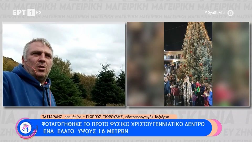 Ταξιάρχης Χαλκιδικής: Άναψε το πρώτο φυσικό Χριστουγεννιάτικο δέντρο ύψους 16 μέτρων (video)