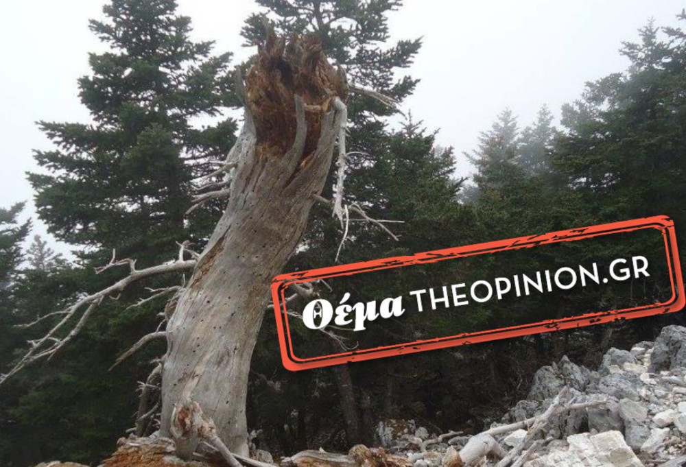 Ελληνική Δασολογική Εταιρεία: “Ακρωτηριάζονται τα δέντρα της Θεσσαλονίκης”