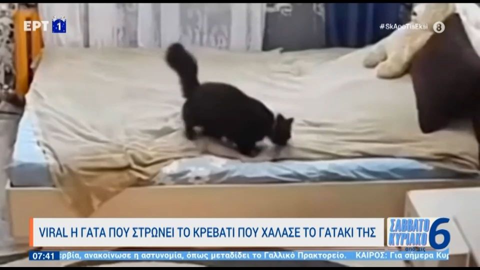 Γάτα στρώνει το κρεβάτι που χάλασε το γατάκι της (Video)