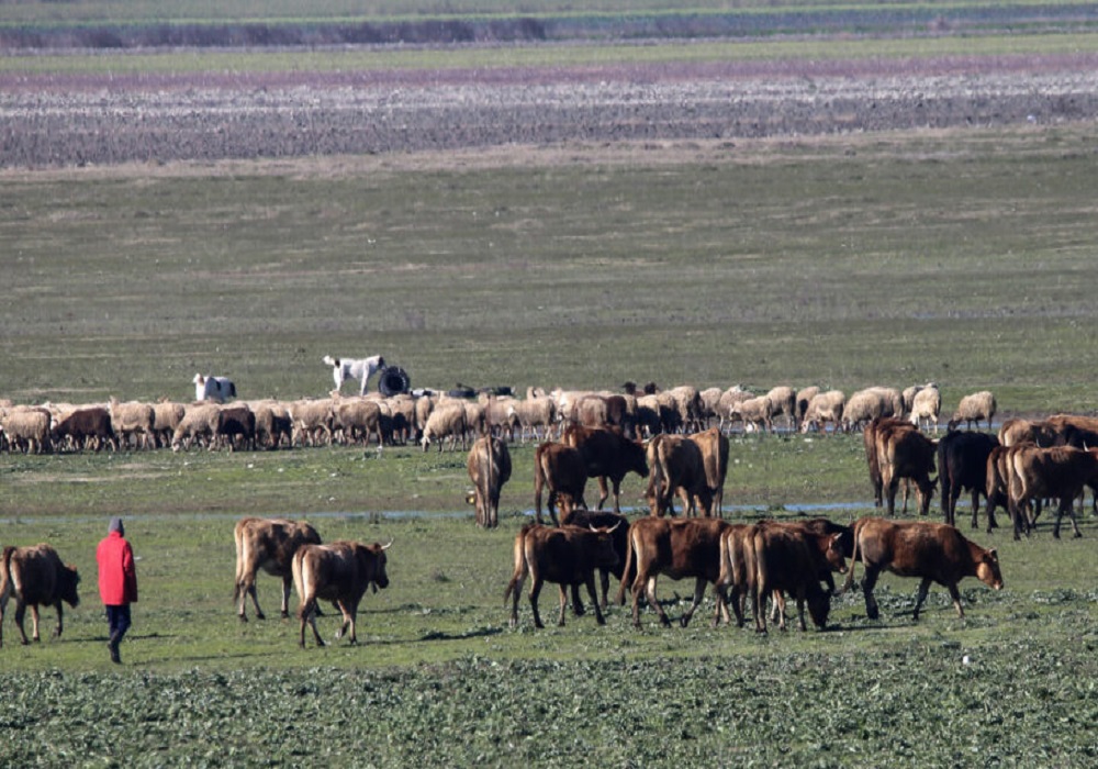 Κτηνοτρόφοι: Από 19 Δεκεμβρίου οι αιτήσεις για τα 89 εκατ. ευρώ