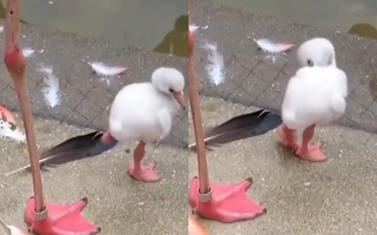 Baby Flamingo Learning To Stand On One Leg 9gag