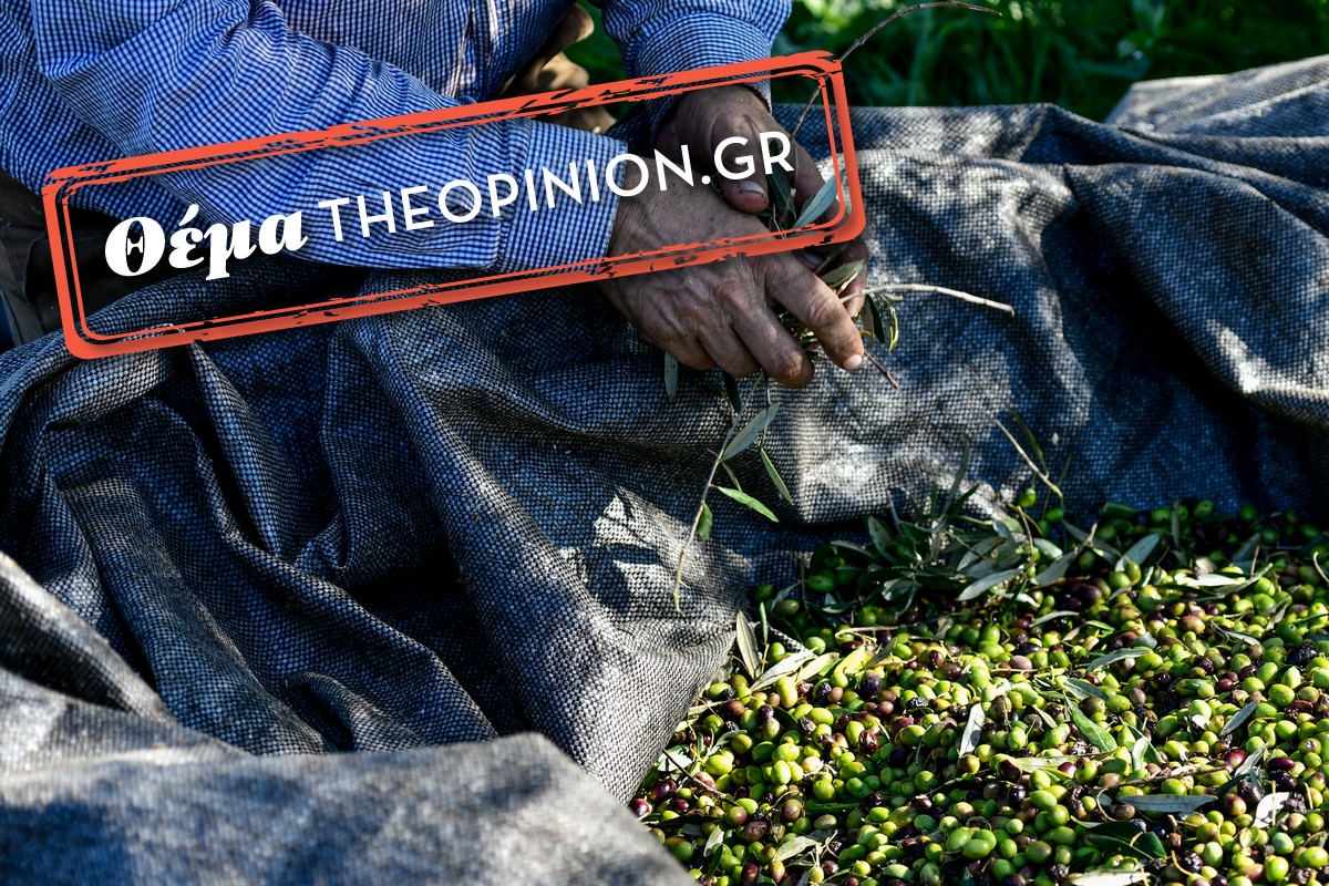 Εκτός αποζημιώσεων για τον παγετό του 2021 η ελιά Χαλκιδικής – Τεράστιο πολιτικό έλειμμα βλέπουν οι ελαιοπαραγωγοί