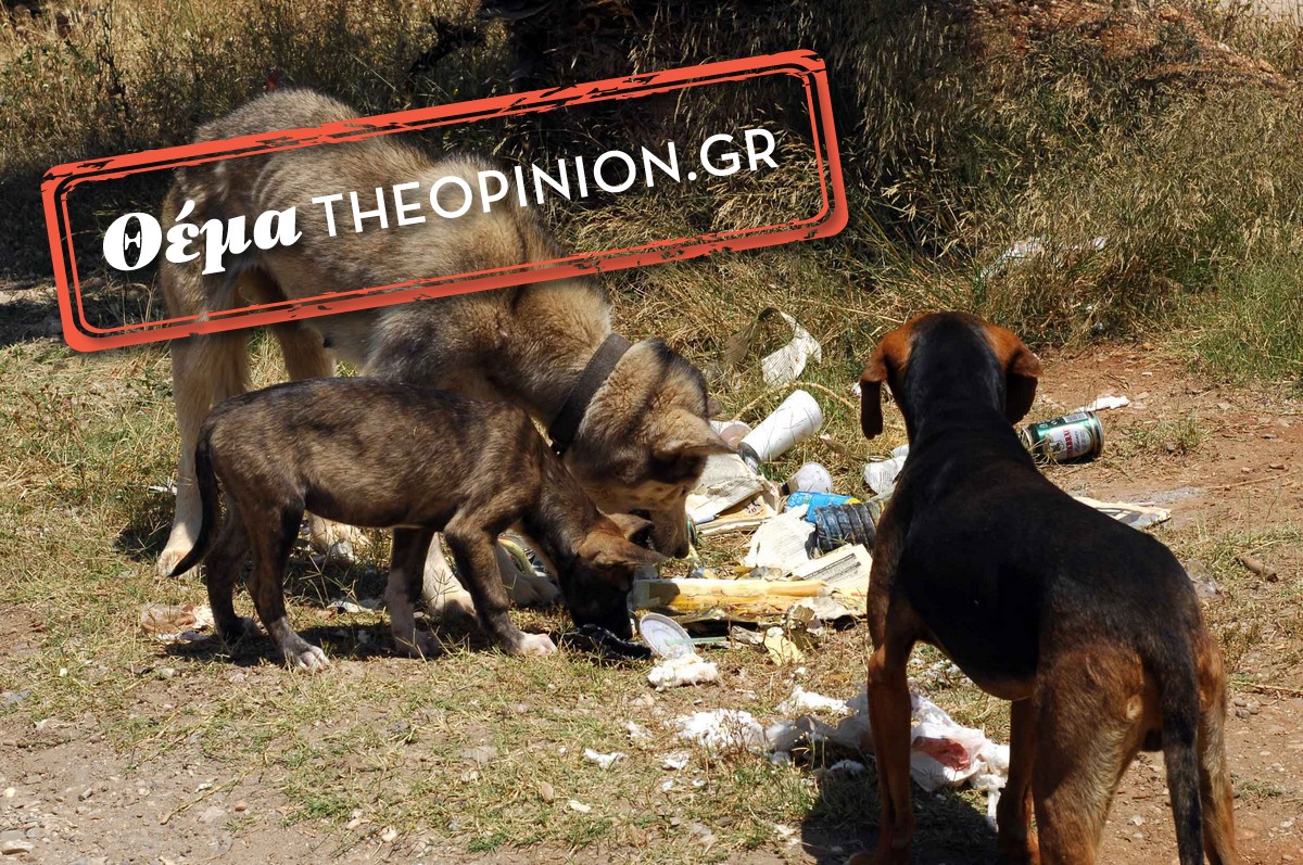 Ειδική εφαρμογή για υιοθεσία και φροντίδα των αδέσποτων «φέρνει» ο δήμος Θεσσαλονίκης