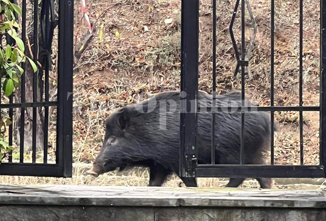 «Τι πιο σύνηθες» από ένα κοπάδι αγριογούρουνα έξω από την πόρτα σου (ΦΩΤΟ+VIDEO)
