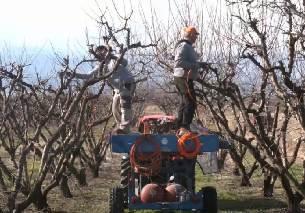 Ημαθία: Οι καλλιέργειες εκτεθειμένες στις παγωνιές λόγω της καλοκαιρίας (VIDEO)