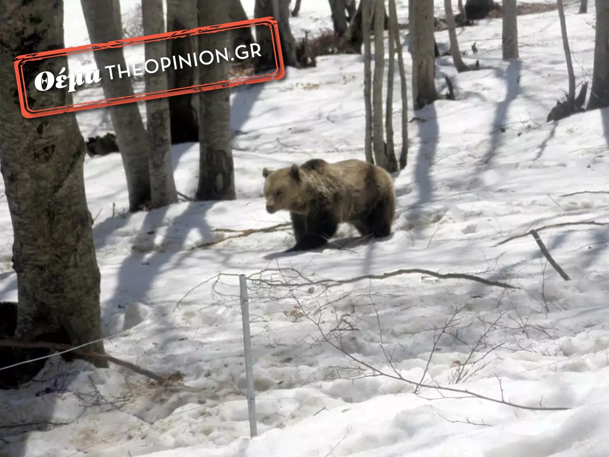 Επιτέλους σε χειμερία νάρκη οι αρκούδες στα βουνά της δυτικής Μακεδονίας