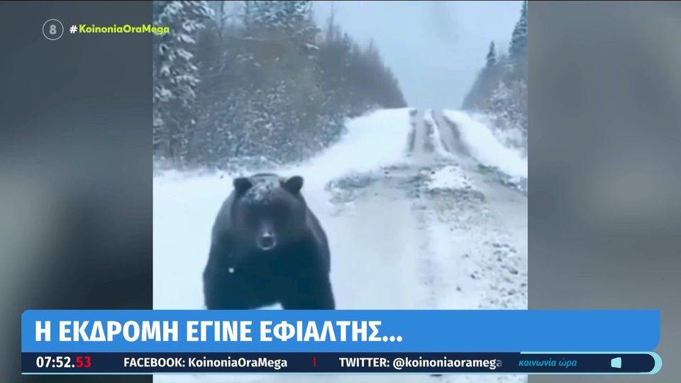 Πέλλα: Ήρθε πρόσωπο με…πρόσωπο με αρκούδα (VIDEO)