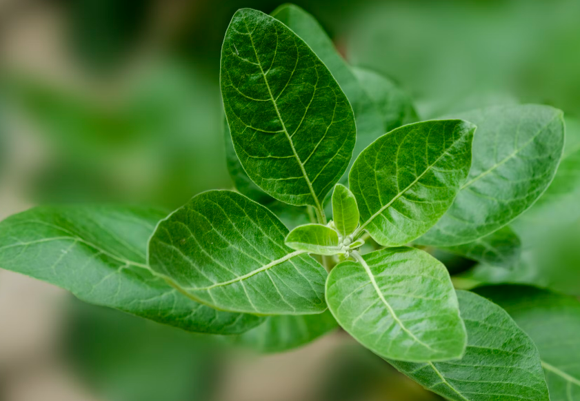 Ashwagandha,