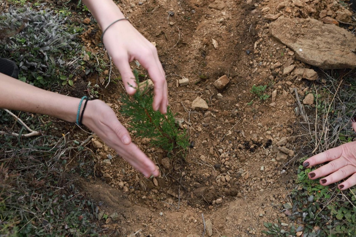 Θεσσαλονίκη: Πρασινίζει με 1.000 δένδρα η Τούμπα