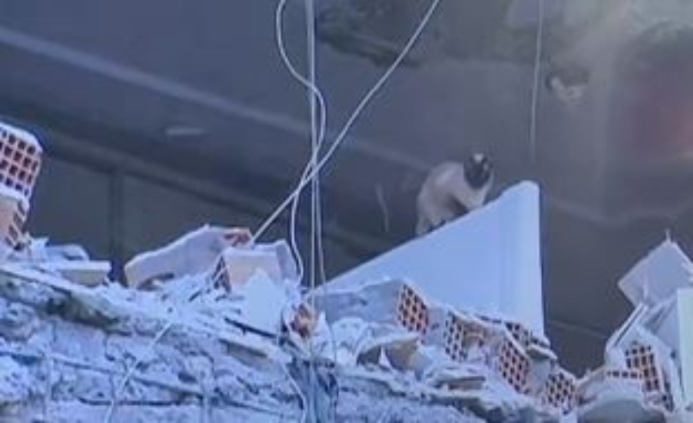 Σεισμός στην Τουρκία: Ειδικές δυνάμεις επιχειρούν να σώσουν κατοικίδια που παγιδεύτηκαν στα συντρίμμια (Video)