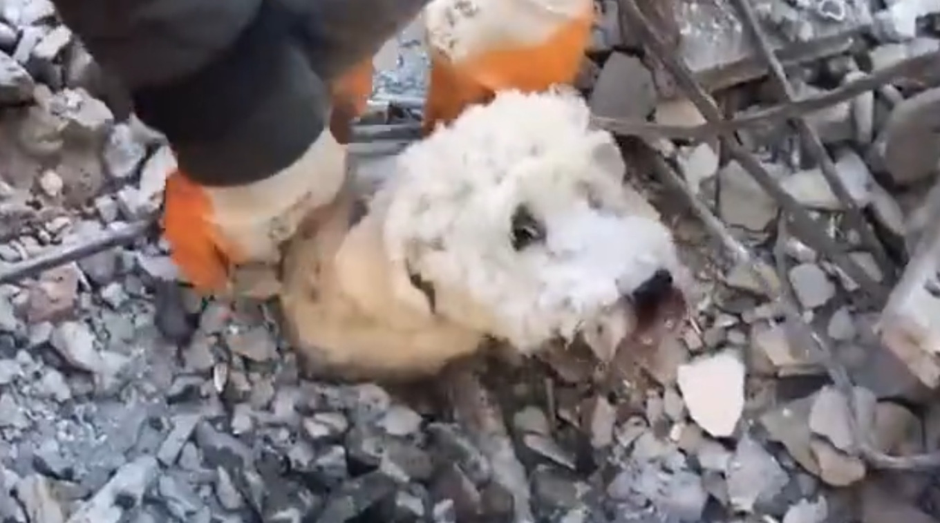 Σεισμός στην Συρία: Εθελοντές έσωσαν σκύλο από τα συντρίμμια (Video)