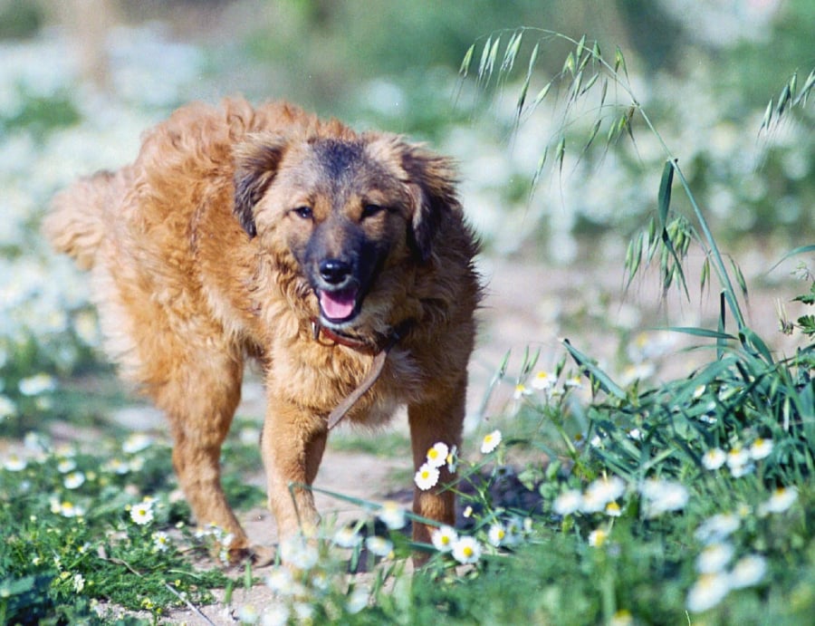 Σκυλιά: Εκπαιδευτής αποκαλύπτει τις τρεις ράτσες που δεν θα πρότεινε να πάρετε