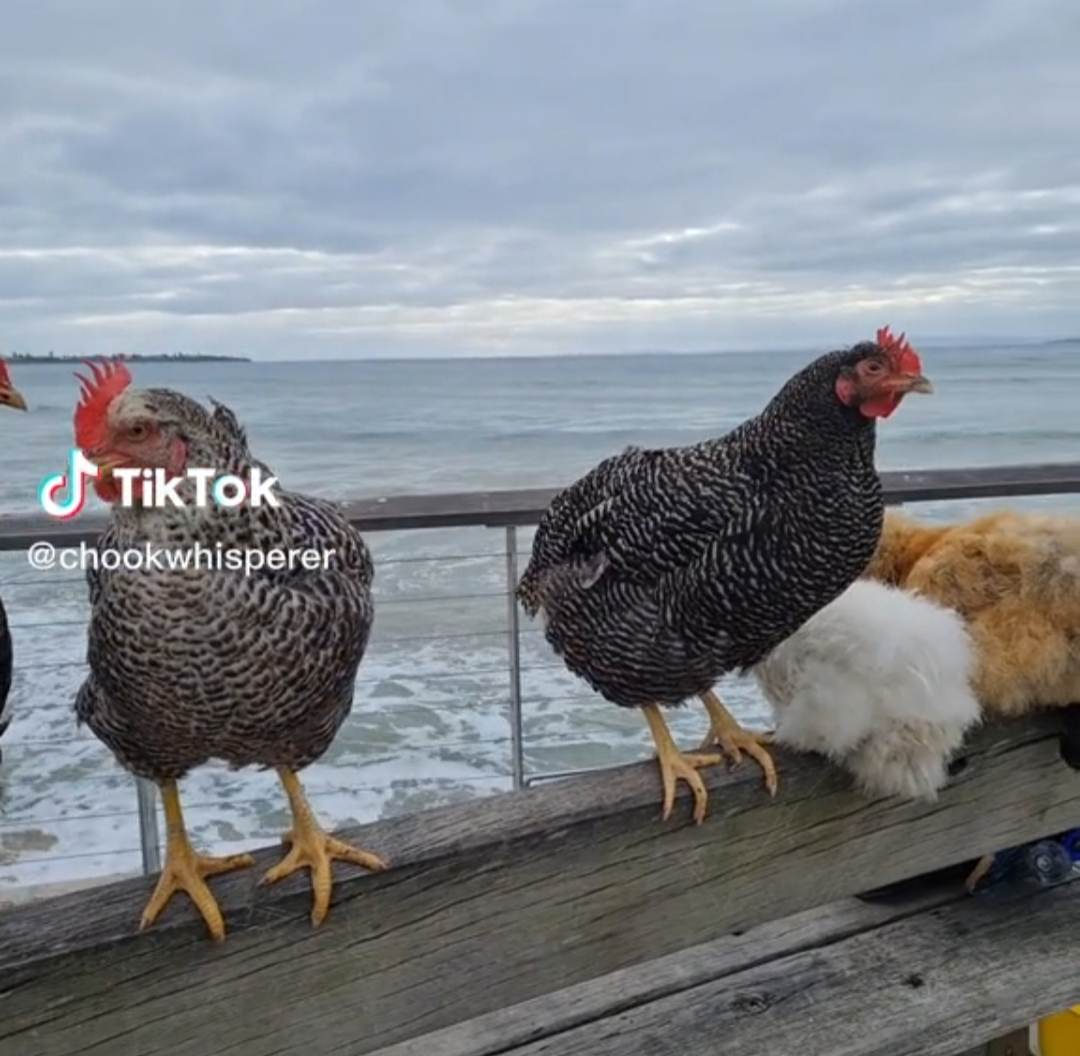 Αυτές οι κότες αγαπούν… το surf και το skateboard (VIDEO)