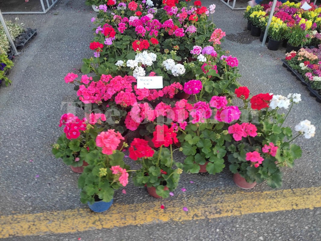 Ξεκινά η ανθοέκθεση στον Δήμο Αμπελοκήπων – Μενεμένης με εκδηλώσεις και ελεύθερη είσοδο