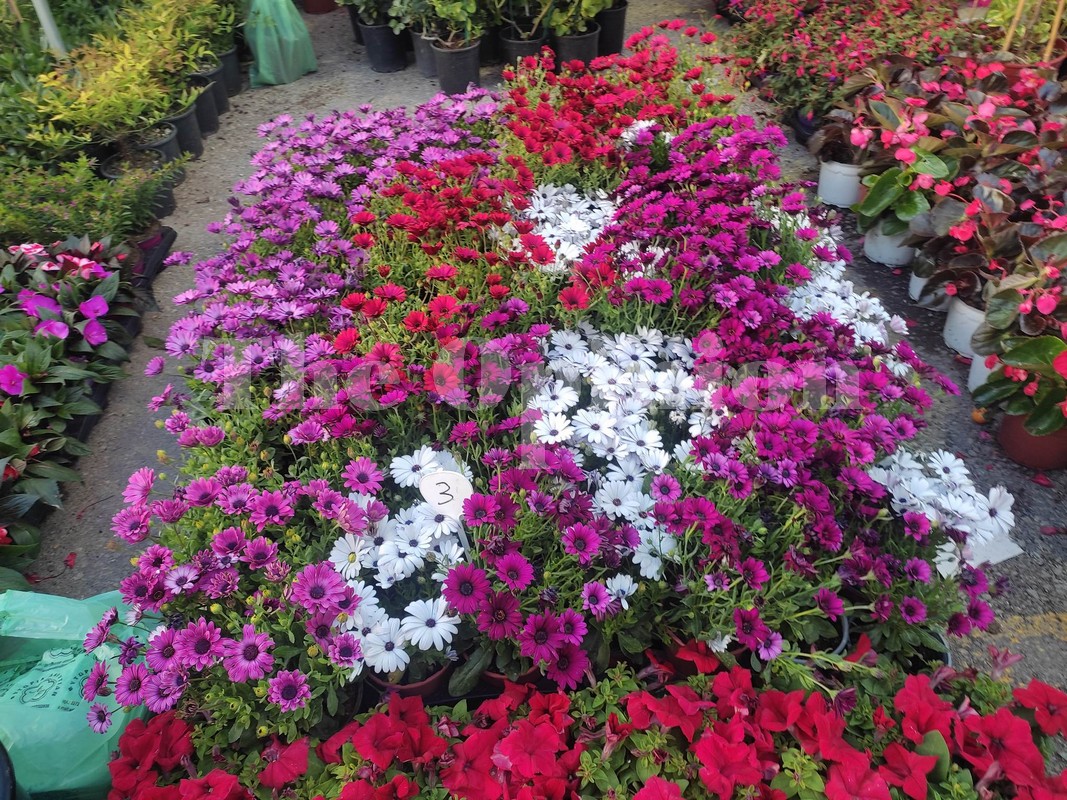 Αναβολή των εγκαινίων της ανθοκομικής έκθεσης στην Καλαμαριά