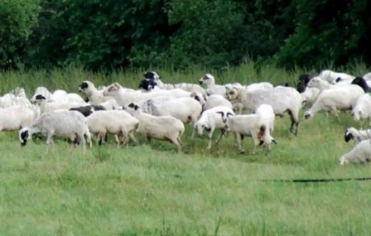 Αυτοκτονία κτηνοτρόφου στην Πιερία: «Δεν μπορούσε να συνέλθει αφότου του θανάτωσαν τα ζώα του», λένε συγγενείς και φίλοι