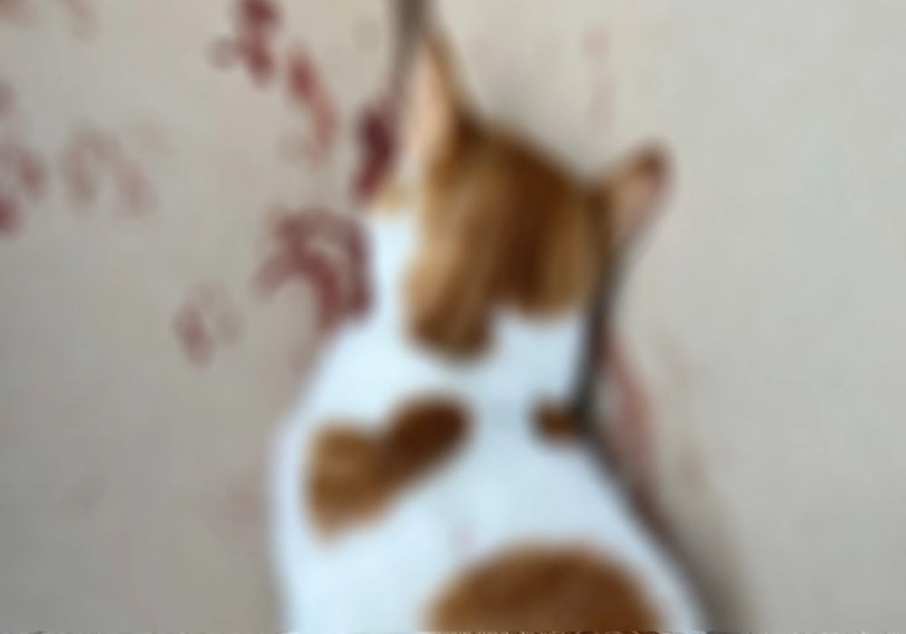 Θεσσαλονίκη: Κλώτσησε γατάκι δυο μηνών και του προκάλεσε αποκόλληση γνάθου