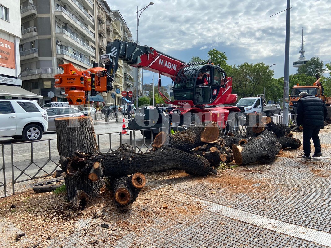 Θεσσαλονίκη: Στα δικαστήρια για την κοπή 375 δέντρων
