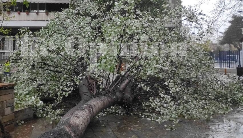 Θεσσαλονίκη: Δυνατός αέρας ξερίζωσε πλάτανο που καταπλάκωσε δυο αυτοκίνητα στην Άνω Πόλη