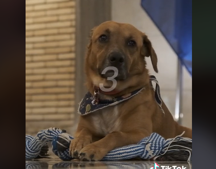 Ο Πίνατ  πρωταγωνιστεί στο Tik Tok του Κυριάκου Μητσοτάκη (Video)