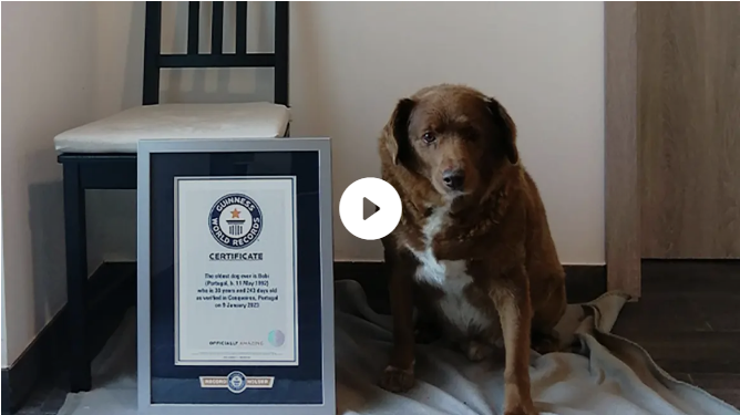 Ρεκόρ Γκίνες: Ο «Μπόμπι» από την Πορτογαλία είναι στα 31 του ο γηραιότερος σκύλος στον κόσμο