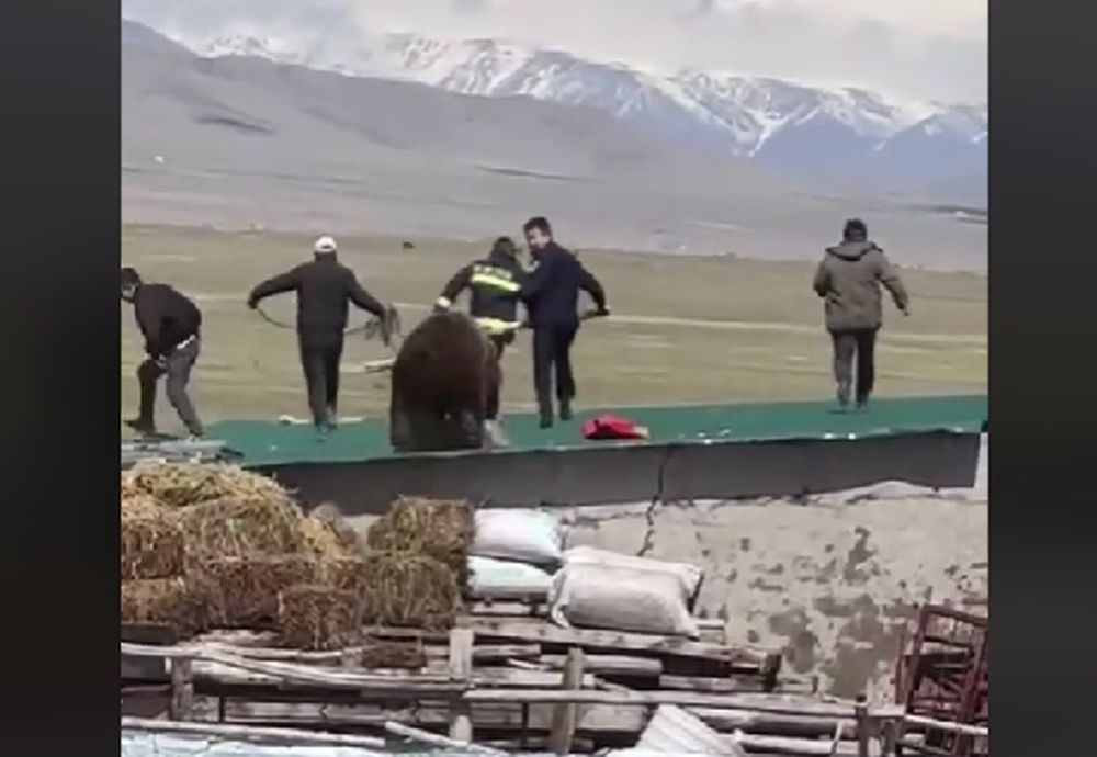 Προσπάθησαν να πιάσουν αρκούδα και ξεκίνησε μία τρελή καταδίωξη (Video)