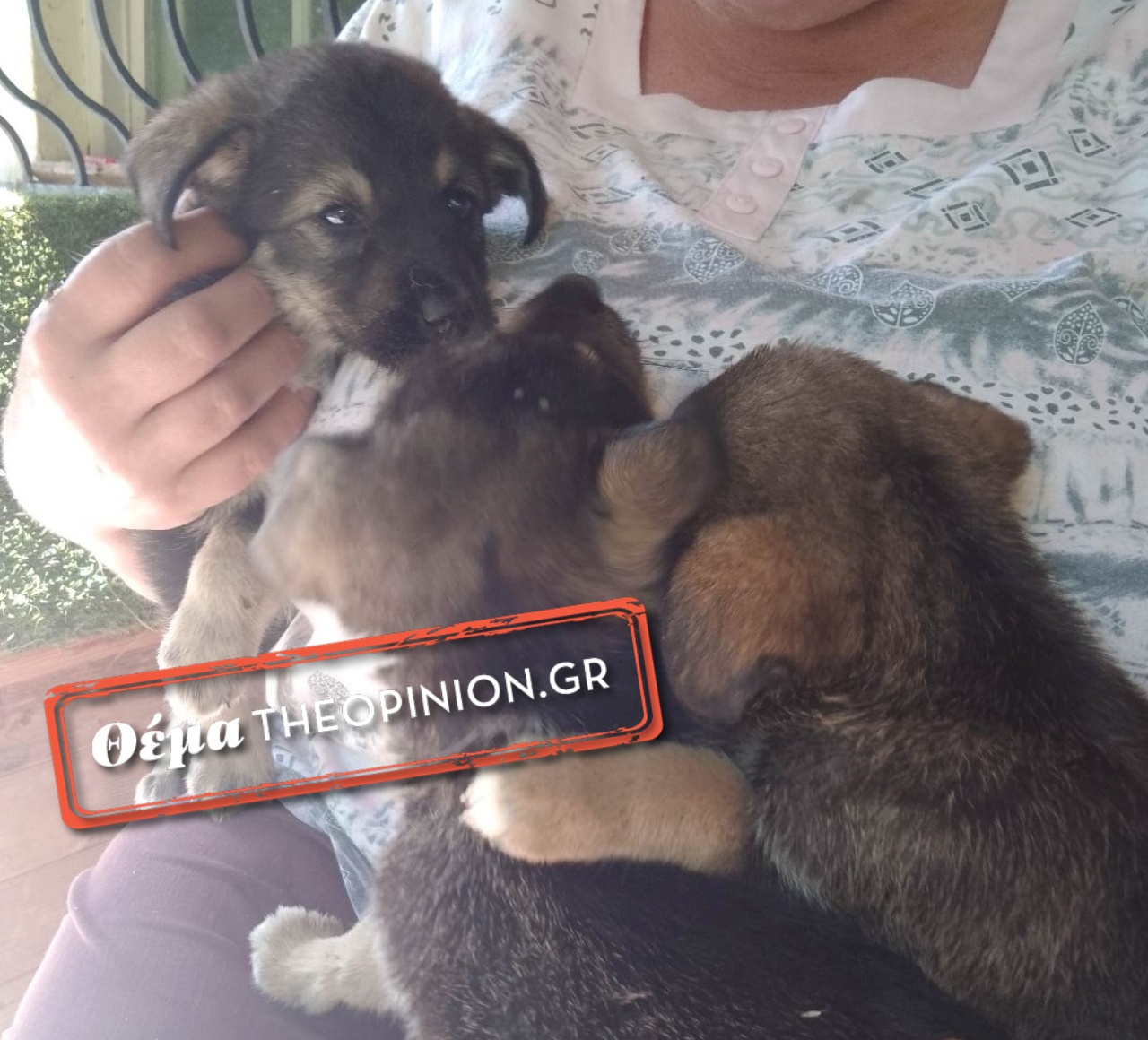 Σέρρες: Πώς αποκαλύφθηκε η βάναυση κακοποίηση των κουταβιών (ΦΩΤΟ -VIDEO)