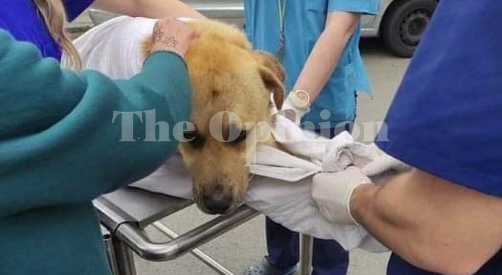 Θεσσαλονίκη-Βίντεο ντοκουμέντο: Οδηγός χτυπά και εγκαταλείπει σκύλο (VIDEO)