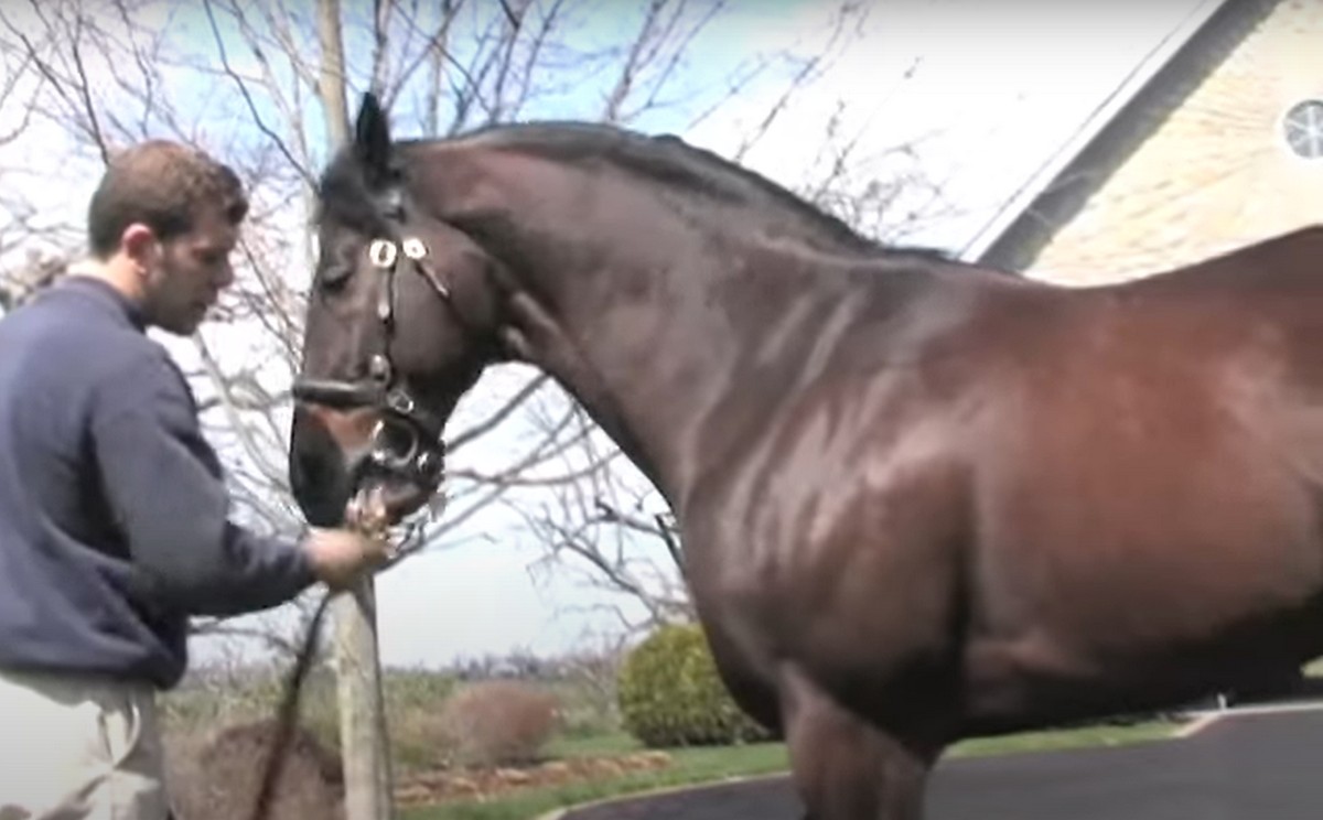 Δέλτα Έβρου: Νεκρά άγρια άλογα λόγω λειψυδρίας – Αυτοσχέδιες ποτίστρες για τη διάσωσή τους