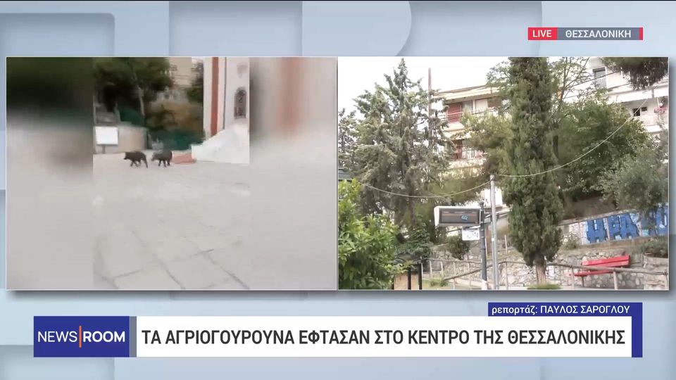 Βόλτα στις Σαράντα Εκκλησιές έκαναν δύο αγριογούρουνα (VIDEO)