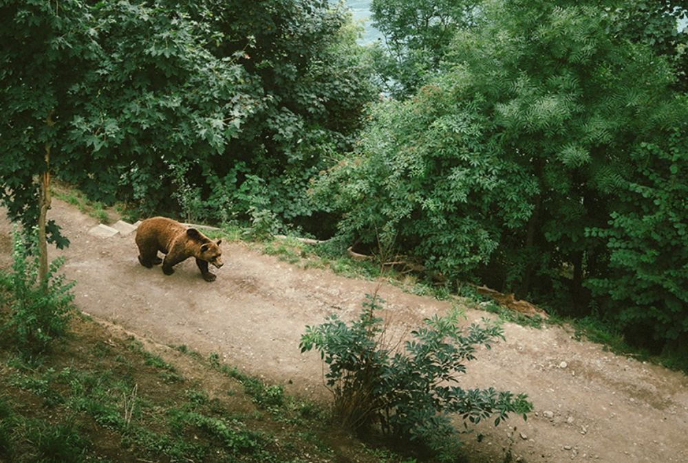 Φακός απαθανάτισε μεγαλόσωμη αρκούδα στην Κοζάνη