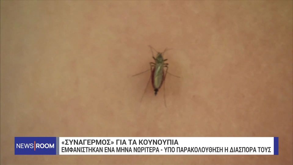 Έναν μήνα νωρίτερα εμφανίστηκαν τα κουνούπια – Ανησυχία για τον ιό του Δυτικού Νείλου (VIDEO)