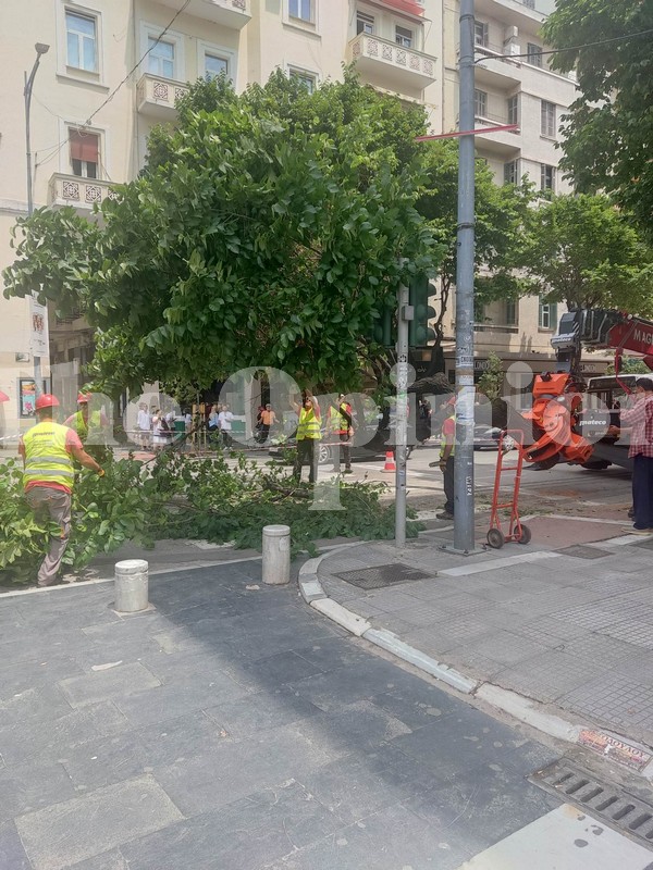 Νέες κοπές δέντρων στην Τσιμισκή (ΦΩΤΟ)