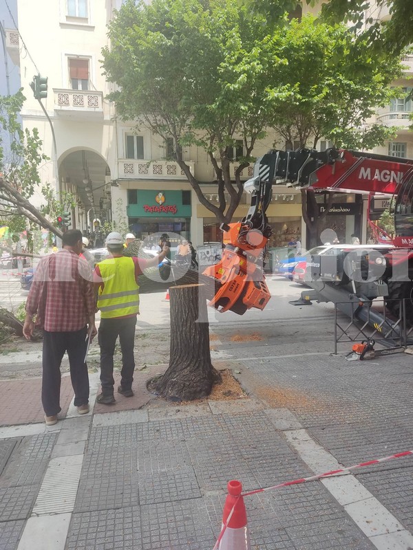 Νέες κοπές δέντρων στην Τσιμισκή (ΦΩΤΟ)