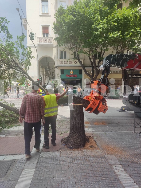 Νέες κοπές δέντρων στην Τσιμισκή (ΦΩΤΟ)
