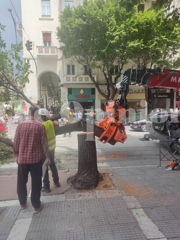 Νέες κοπές δέντρων στην Τσιμισκή (ΦΩΤΟ)