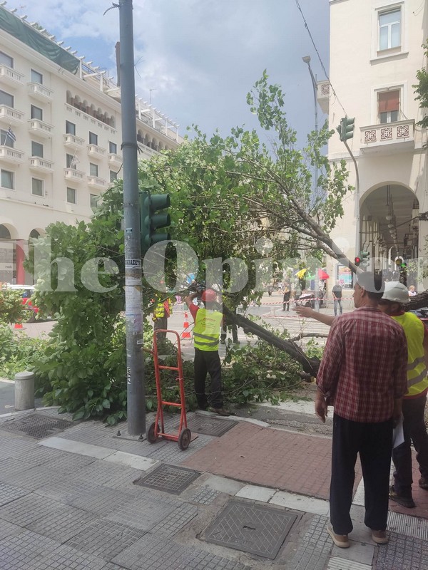 Νέες κοπές δέντρων στην Τσιμισκή (ΦΩΤΟ)