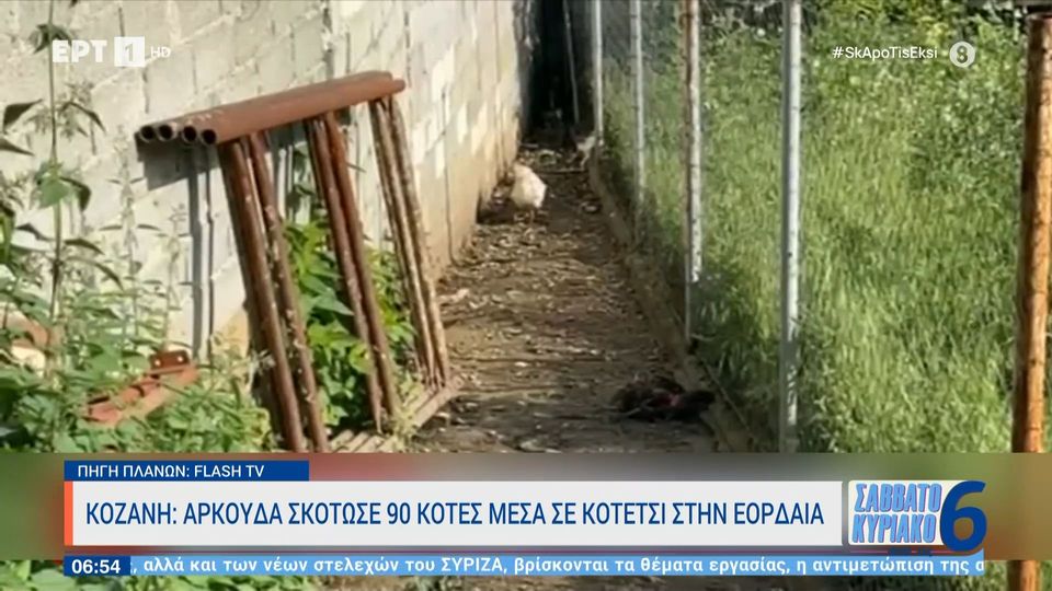 Αρκούδα μπήκε σε κοτέτσι και σκότωσε 90 κότες (VIDEO)