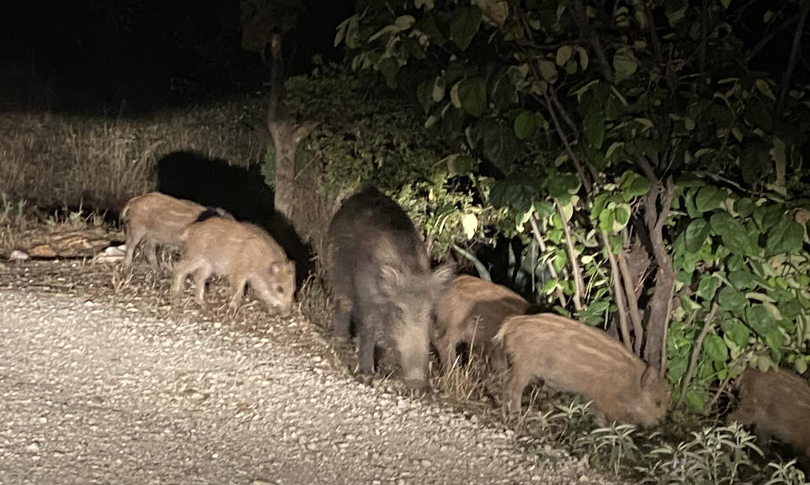 Θεσσαλονίκη: Συμπληρωματική κατάθεση Δανιηλίδη για την μαζική επανεμφάνιση αγριογούρουνων