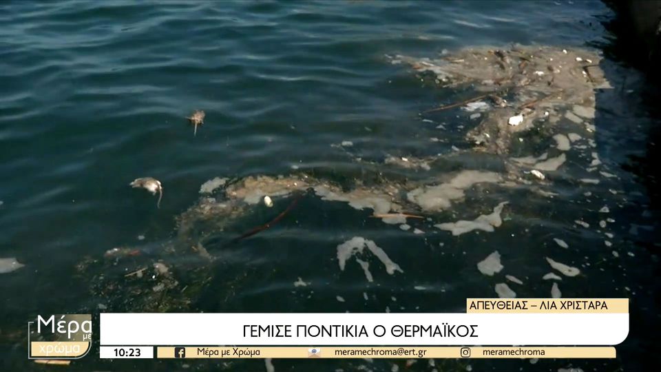 ποντίκια,