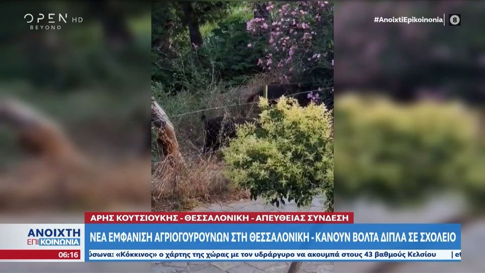 Νέα εμφάνιση αγριογούρουνων στη Θεσσαλονίκη – Κάνουν βόλτα δίπλα σε σχολείο (VIDEO)