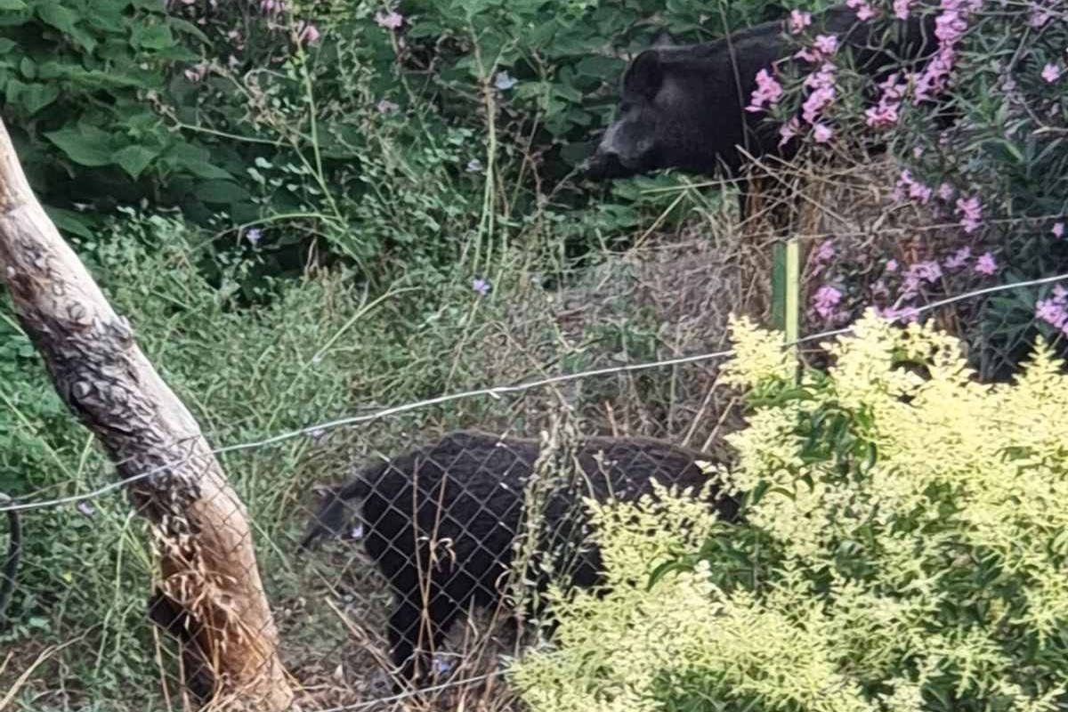 Θεσσαλονίκη: Νέα εμφάνιση αγριογούρουνων – «Βολτάρουν» δίπλα σε σχολείο (VIDEO)