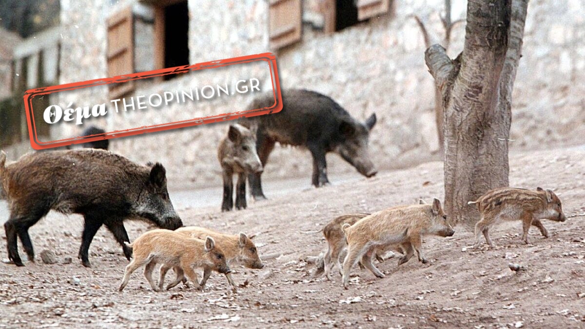 Ανεξέλεγκτη η εξάπλωση των αγριογούρουνων στη Θεσσαλονίκη – Συνεχίζουν τις «βόλτες» σε Ρετζίκι και Θέρμη