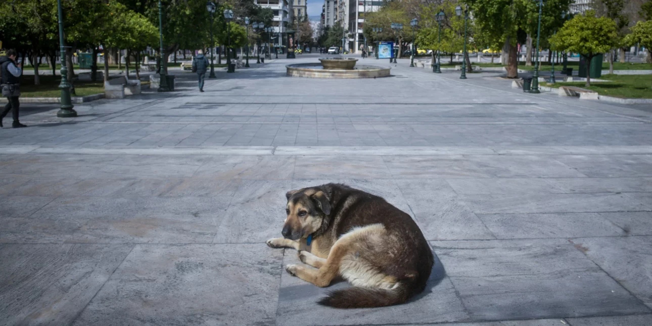 Πώς να προστατεύσετε τα κατοικίδιά σας τις ημέρες του καύσωνα